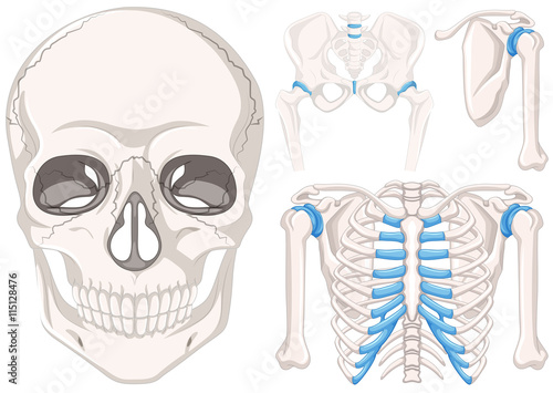 Human skull and other parts of bones