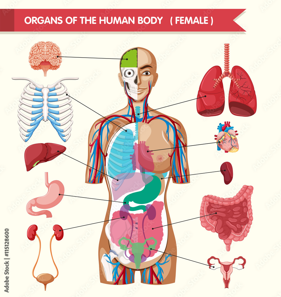 Organs of the human body diagram Stock Vector | Adobe Stock