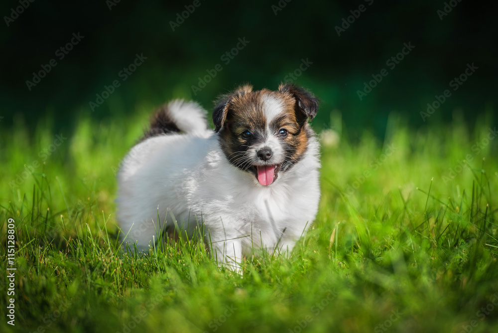 Papillon puppy standing on the lawn