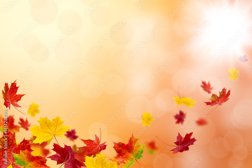 Bright autumn leaves. Bright autumn leaves.