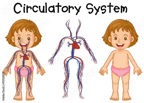Diagram of girl with circulatory system