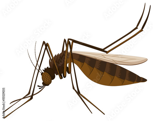 Brown mosquito on white background