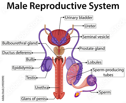 Chart showing male reproductive system