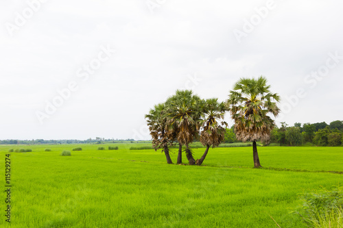 rice field with palm tree isolated on the cloudy sky