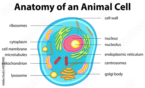 Anatomy of animal cell with words