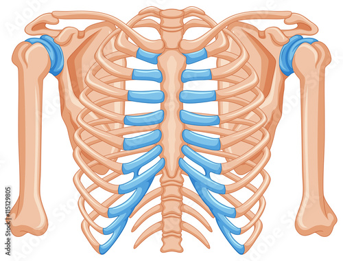 Shoulder bone on white background