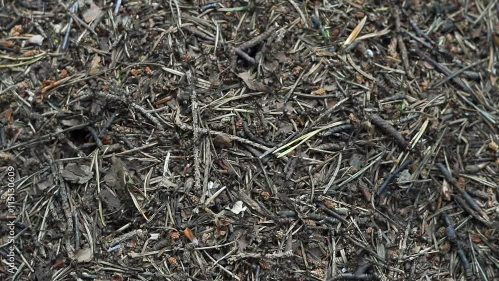 close up an anthill with ants moving close up an anthill with ants moving