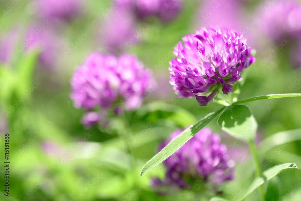 Fototapeta premium Clover Flowers Field