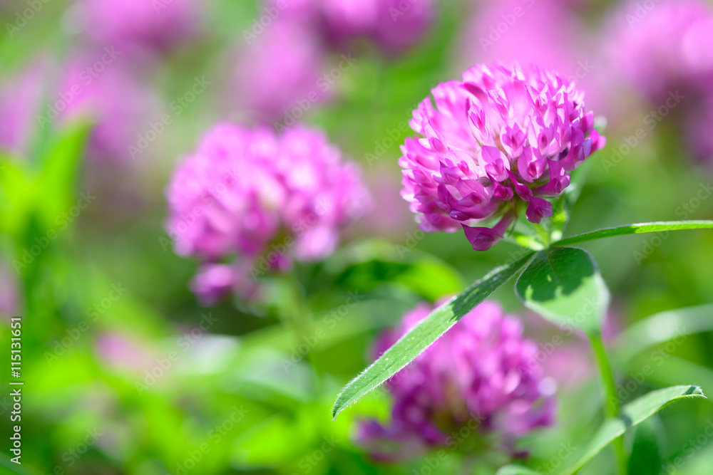 Clover Flowers Field Clover Flowers Field