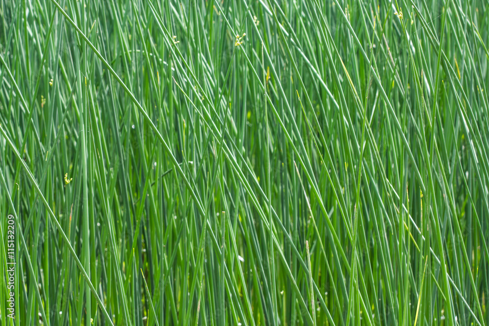 Obraz premium papyrus plants in the field for background