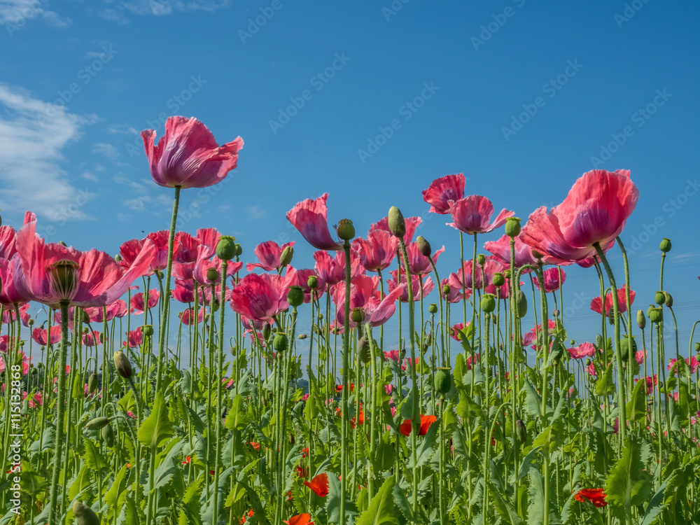 Obraz premium Mohnblumen auf einem Feld
