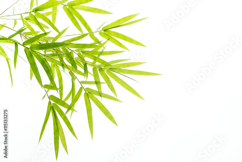 Bamboo leaves Isolated on white background 