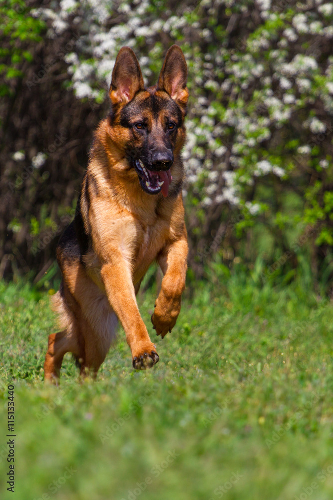 Dog run gallop in spring blossom park Dog run gallop in spring blossom park