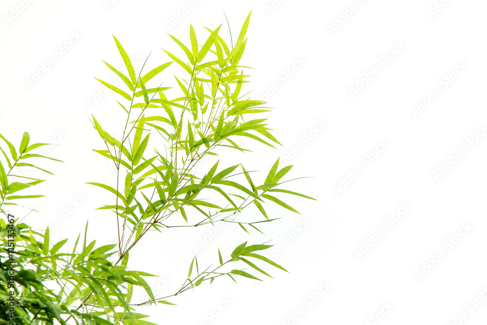 Bamboo leaves,Isolated on white background,