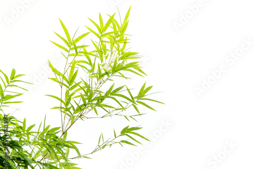 Fototapeta Naklejka Na Ścianę i Meble -  Bamboo leaves,Isolated on white background,