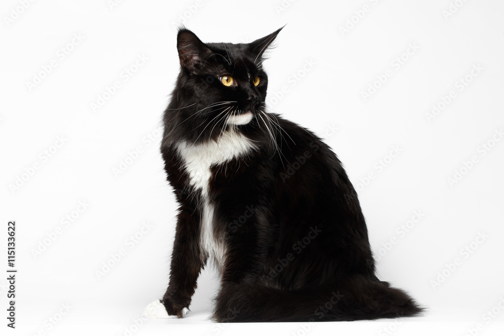 Black Maine Coon Cat with Yellow eyes, Sitting and Looking Back, on White Background, Side view