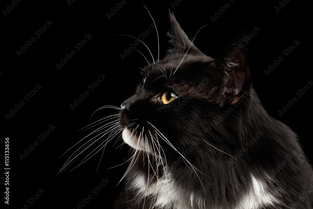 Closeup Portrait of Black Maine Coon Cat, Yellow eyes, Looking up