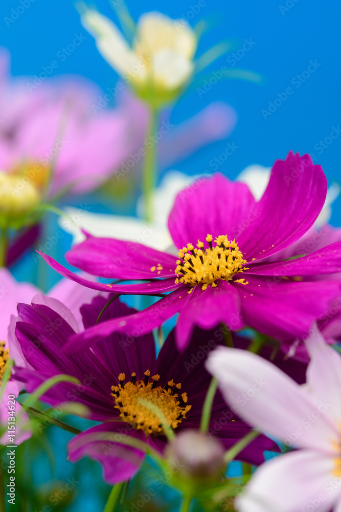 Obraz premium コスモスの花