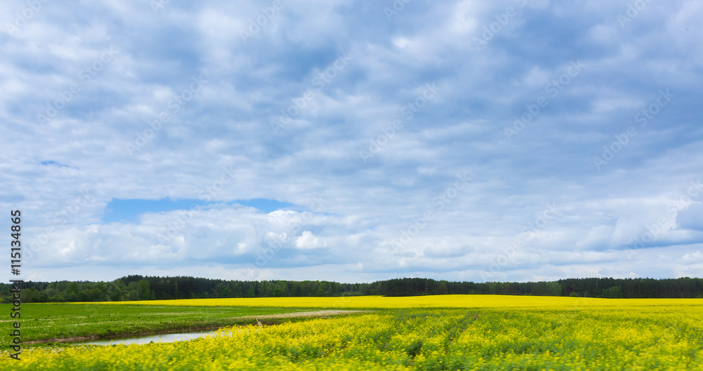 Green field and blue sky Green field and blue sky