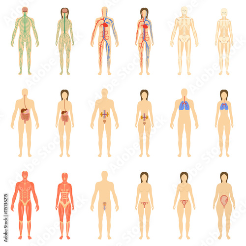 Set of human organs and systems