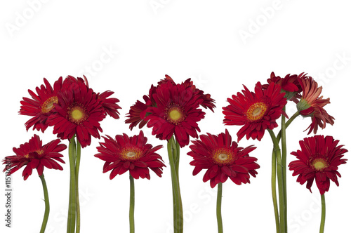 flowers of gerbera isolated on white