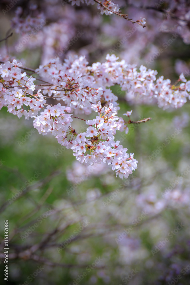 桜の花 桜の花