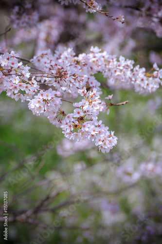 桜の花