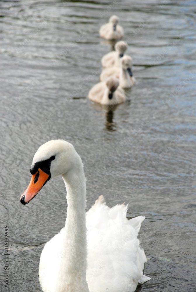 Fototapeta premium Family of white swans on a pond