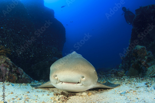 Leopard Shark. Scuba diver in background photo