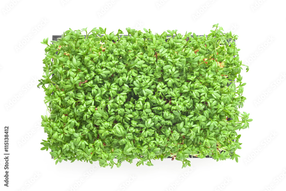 Obraz premium cress sprouts