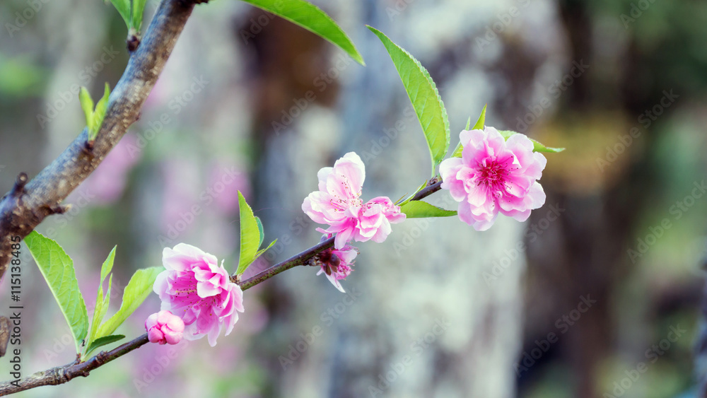 Pink cherry blossom flowers (sakura) in the garden.