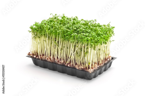 cress sprouts photo