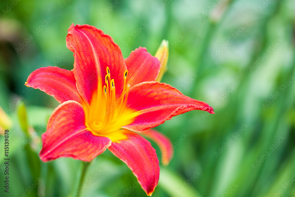 red lily, close-up, blurred background, bokeh, with copy space f red lily, close-up, blurred background, bokeh, with copy space f