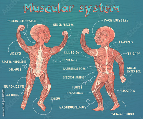 vector cartoon illustration of human muscular system for kids