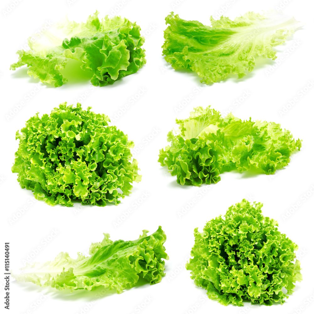 Collection of photos fresh lettuce leaves isolated - obrazy, fototapety, plakaty 
