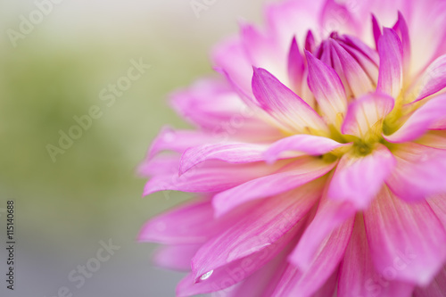 Pink Flower  dahlia close up