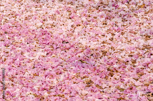 Fototapeta Naklejka Na Ścianę i Meble -  Texture of Tabebuia rosea on the ground, pink flower.