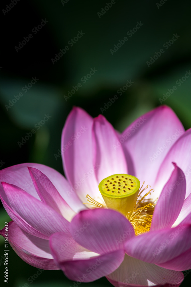 蓮の花 蓮の花