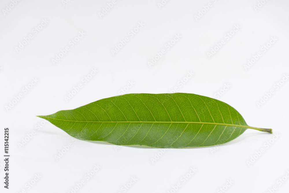 Leaf mango isolated on white background object is green and fresh Leaf mango isolated on white background object is green and fresh