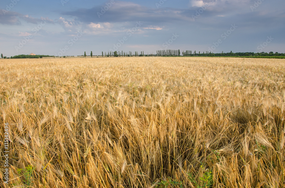 Summer Landscape with Wheat Field and Clouds. Summer Landscape with Wheat Field and Clouds.