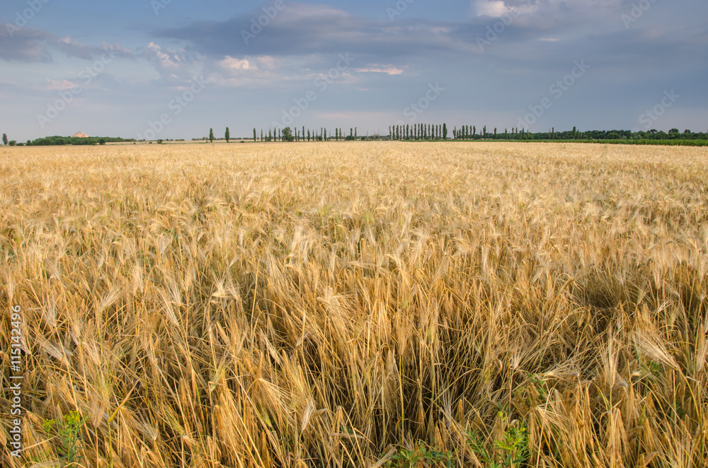 Summer Landscape with Wheat Field and Clouds.