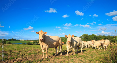 Vache au pré et campagne française © Thierry RYO