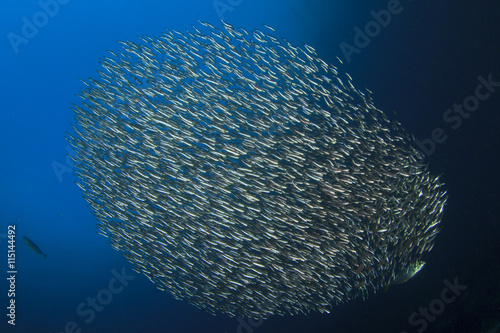 Sardines fish school underwater