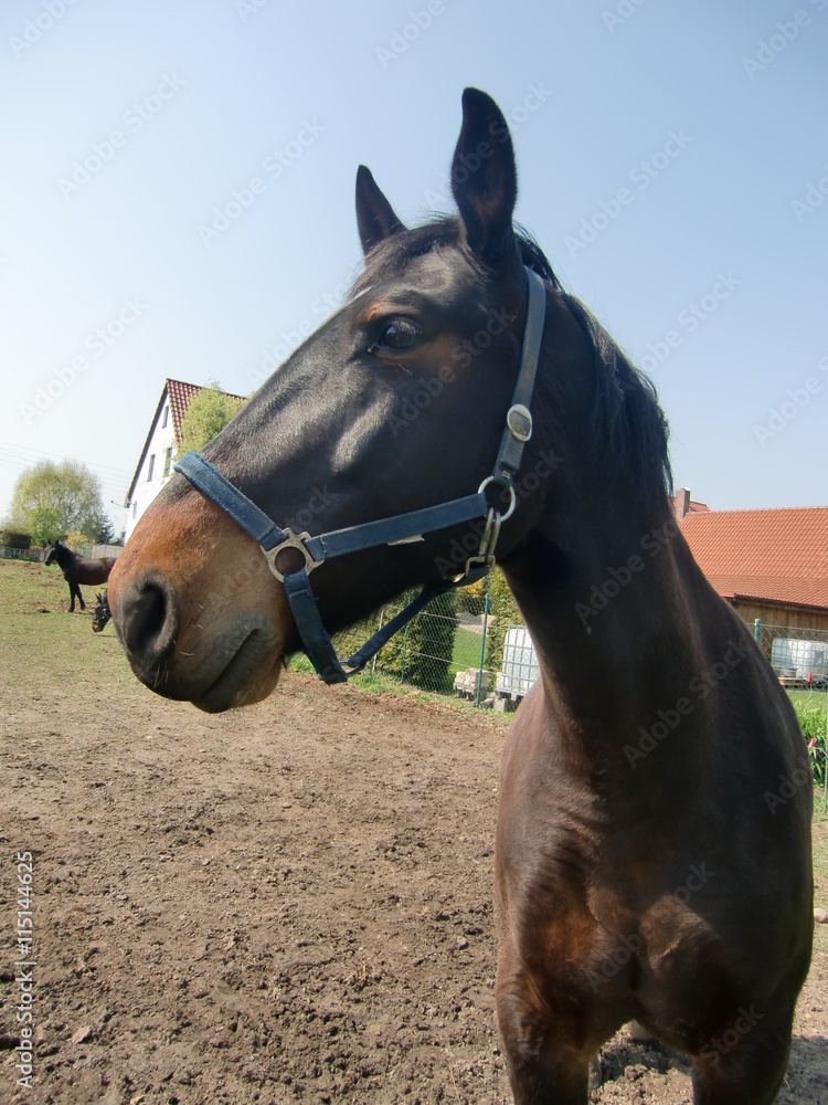 Pferd Pferd