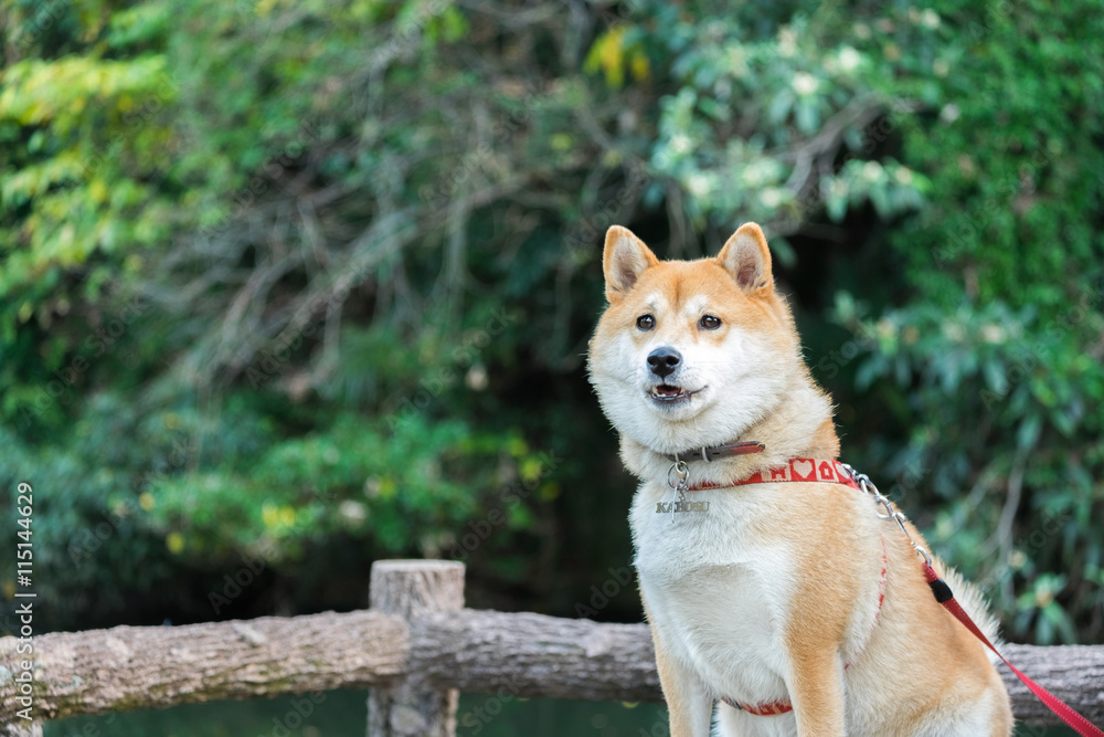 Japanese Akita Inu dog waiting owner in park