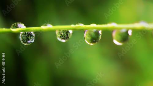 raindrops on green plant