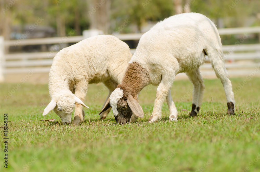 Fototapeta premium Sheep in the farm