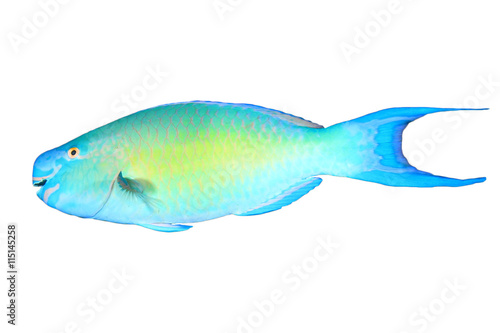 Tropical fish isolated: Parrotfish white background