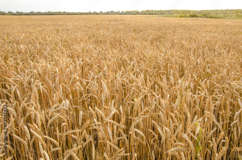 Summer Landscape with Wheat Field and Clouds. Summer Landscape with Wheat Field and Clouds.