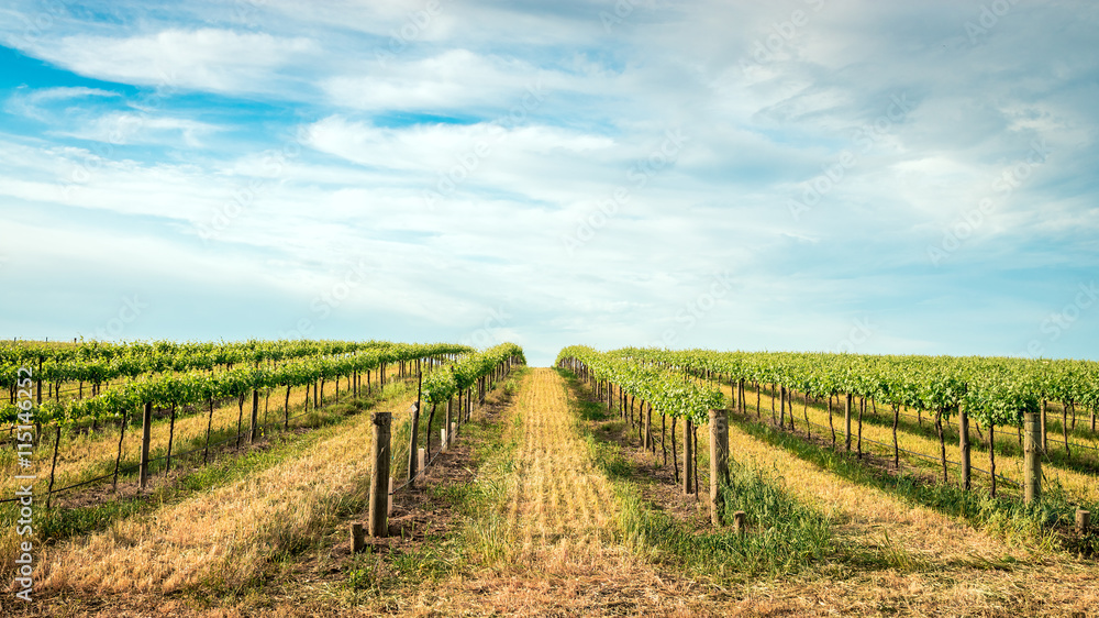 Vineyard in Barossa Valley